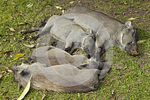 Sleeping warthogs in Tsavo National Park, Kenya, Africa