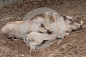 Sleeping warthogs