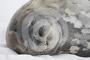 Sleeping Weddell Seal, Antarctica