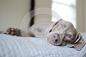 Sleeping Weimaraner