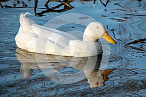 Sleeping whilst swimming, white drake pekin ducks closes his eyes