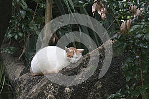 Sleeping white cat