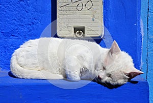 Sleeping white cat on blue wall