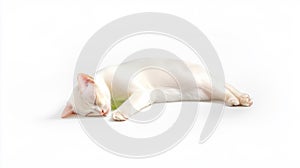 Sleeping White Cat Resting on White Background photo