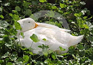 Sleeping white duck farm