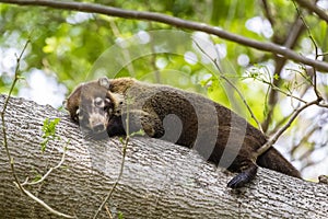 Sleeping white-nosed coati - Nasua narica - Costa Rica