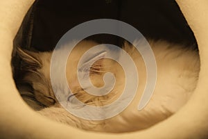 Sleeping white ragdoll cat in cat house
