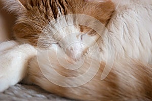 Sleeping white-red cat. closeup.