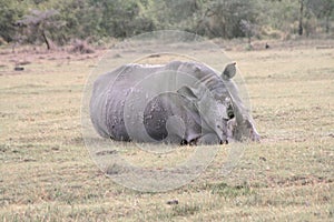 Sleeping white rhinoceros, Ceratotherium simum