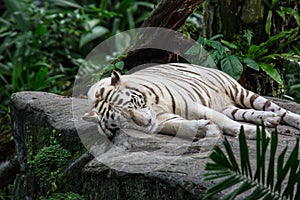 A sleeping white tiger