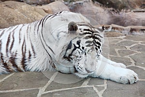 Sleeping white tiger