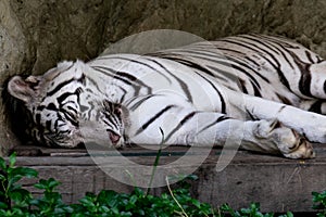 Sleeping white tiger