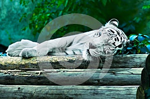 Sleeping white tiger