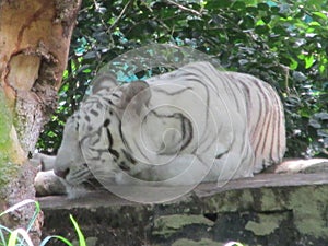 Sleeping white tiger rare