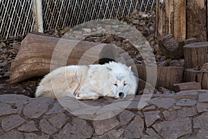 Sleeping white wolf in the zoo