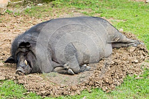 A sleeping wild boar.