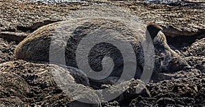 Sleeping wild boar 1