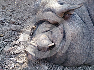 Sleeping Wild Boar in natural environment.