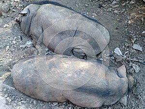 Sleeping Wild Boar in natural environment.