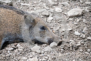 A sleeping wild boar