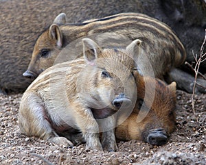 Sleeping wild piglets