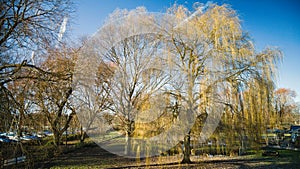 Sleeping Willow Tree