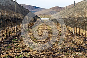 Sleeping winter vineyard