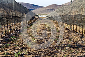 Sleeping winter vineyard