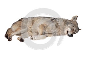 Sleeping wolf isolated on a white