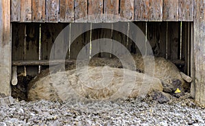 Sleeping woolly pigs