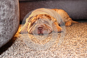 Sleeping wrinkly puppy