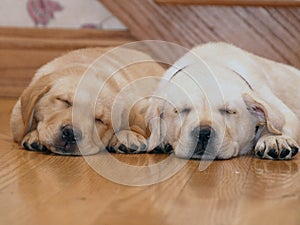 Sleeping Yellow Lab puppies