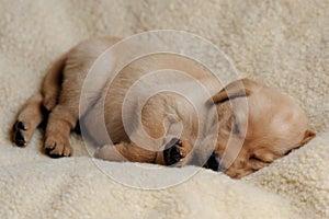 Sleeping Yellow Labrador Puppy on Blanket