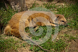 Sleeping yellow mongoose close-up