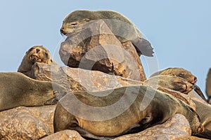 Sleeping young baby Cape fur seal, Arctocephalus pusillus, on rocks in soft warm light. Cape cross, Namibia