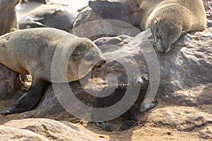 Sleeping young baby Cape fur seal, Arctocephalus pusillus, on rocks in soft warm light with other adult seals nearby.