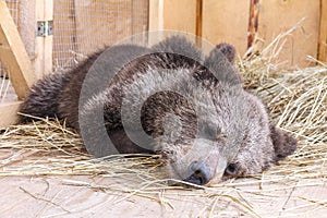Sleeping young brown bear.