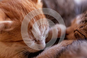 Sleeping young cat