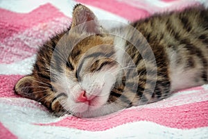 Sleeping young cat