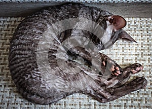 Sleeping young Cornish rex chocolate color. Top view