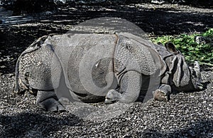 Sleeping young great indian rhinoceros 2