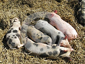 Sleeping young pigs in the straw