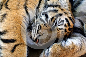 Sleeping young Tiger
