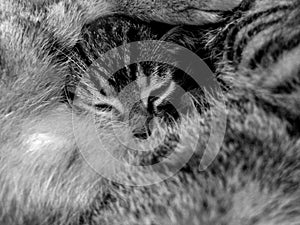 Sleeping young tiger cat