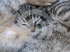 Sleeping young tiger cat