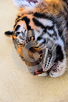 Sleeping young tiger