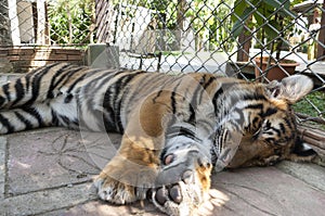Sleeping young tiger