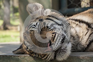 Sleeping young tiger