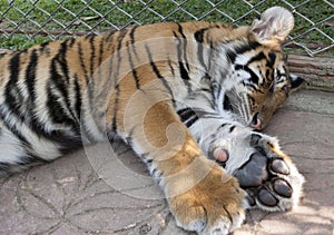 Sleeping young tiger