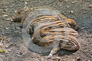 Young wild boars sleep in a row